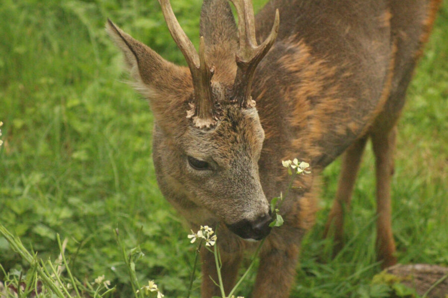 A small deer.